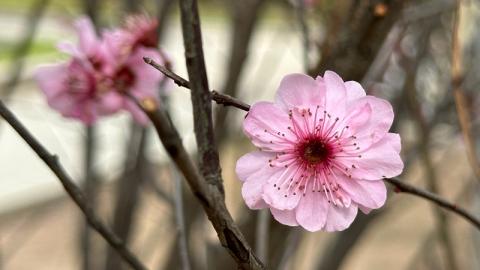 天水围公园梅花盛放，春日赏花好去处